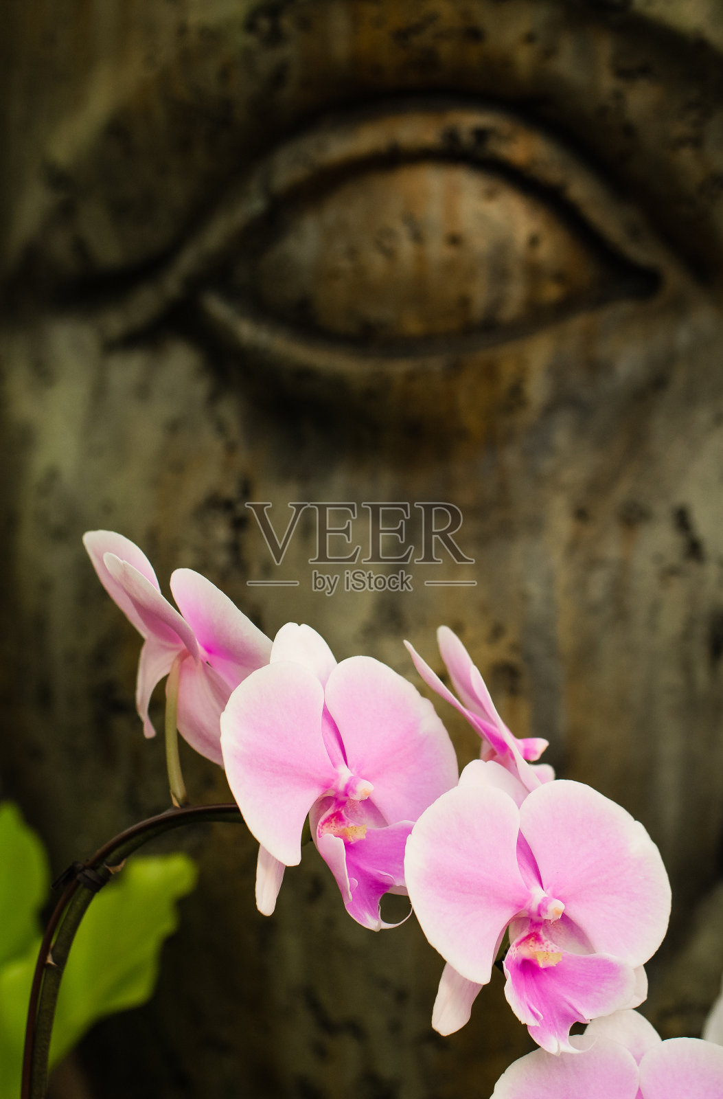 热带花园中的粉红色蝴蝶兰花，背景是佛像的脸。花卉和精神的背景。照片摄影图片