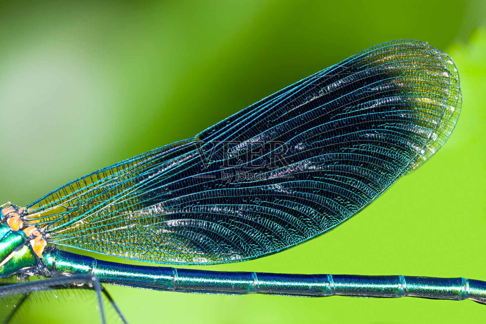蓝翅膀的蜻蜓靠近了照片摄影图片
