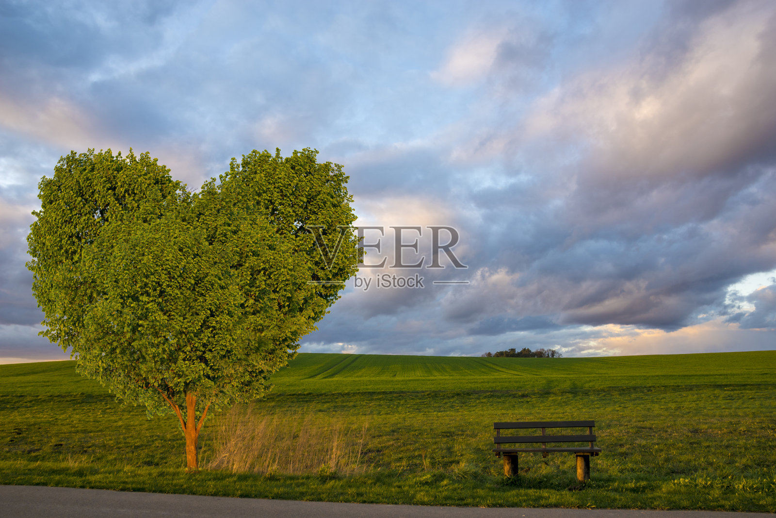 绿色的心形树和草地上的长凳照片摄影图片