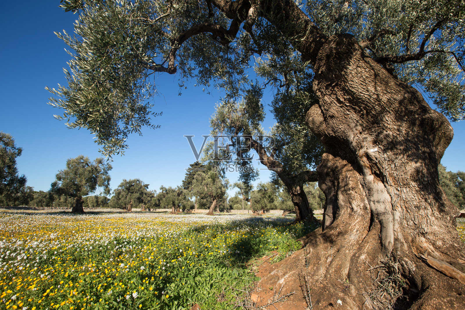 橄榄树照片摄影图片