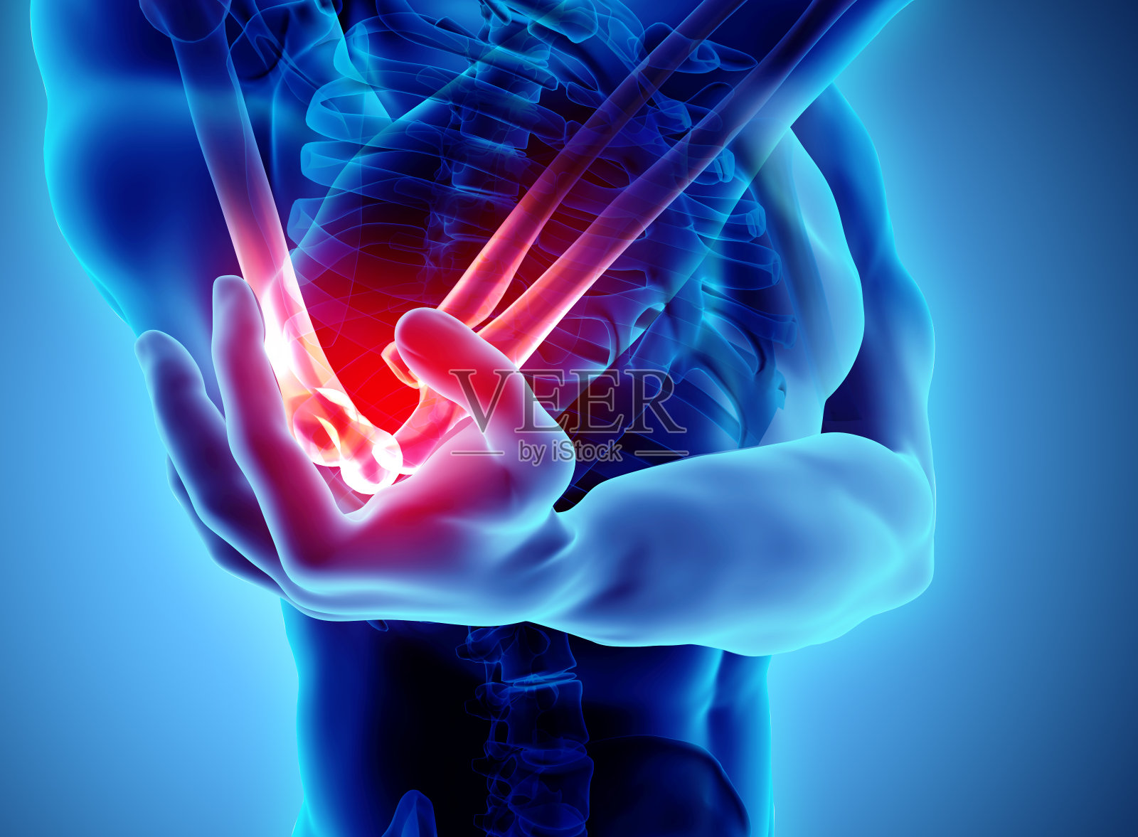 2.运动解剖——肘关节 - 极典美育