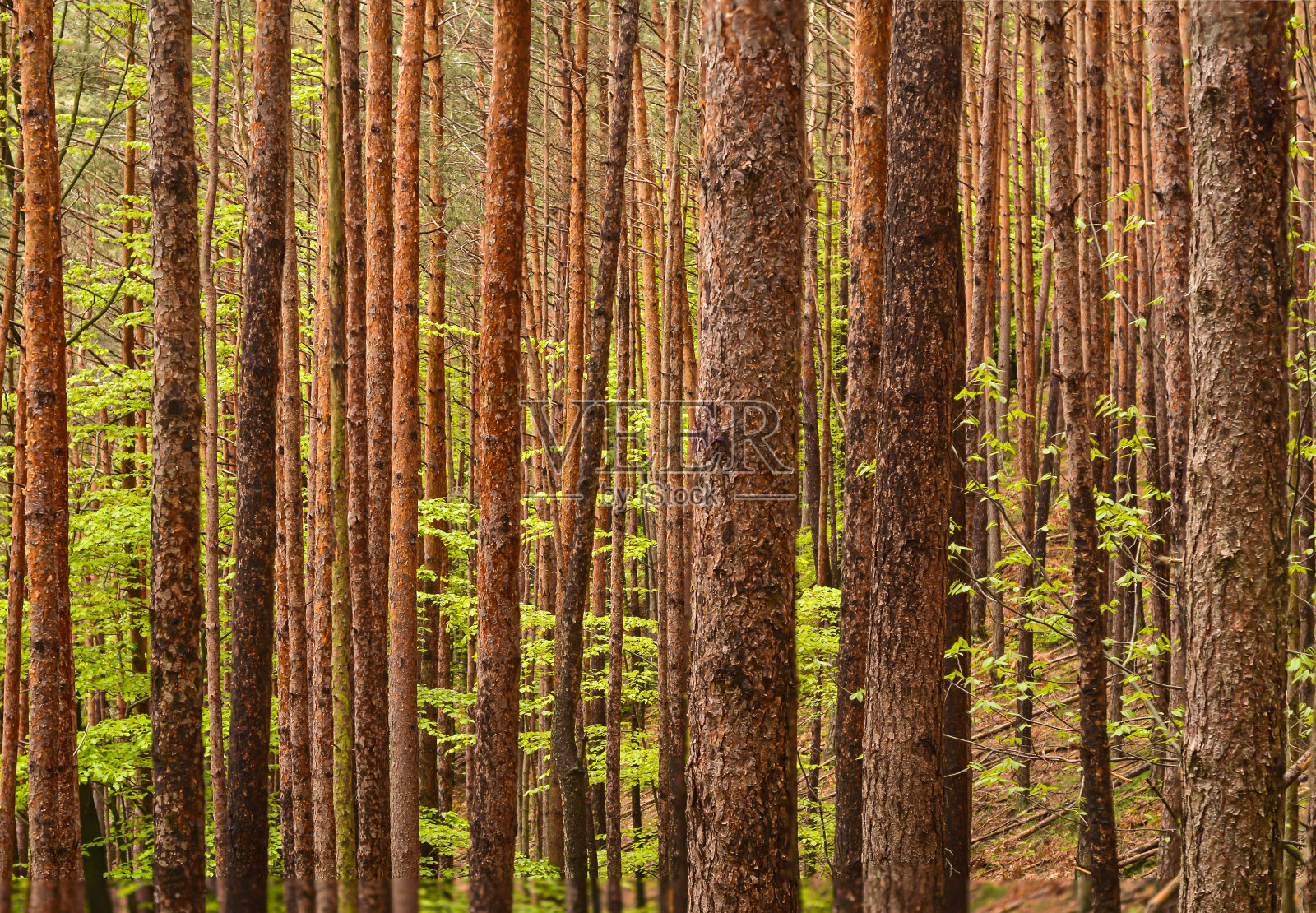 茂密的松树林照片摄影图片