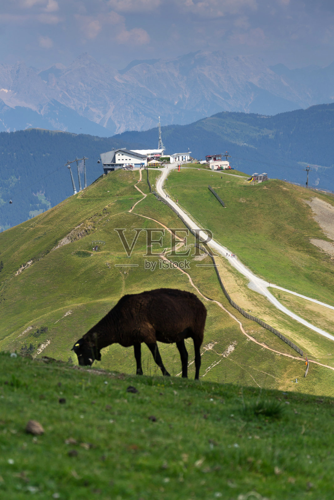 奥地利阿尔卑斯山Saalbach-Hinterglemm Schattberg-Ost山缆车站的绵羊照片摄影图片