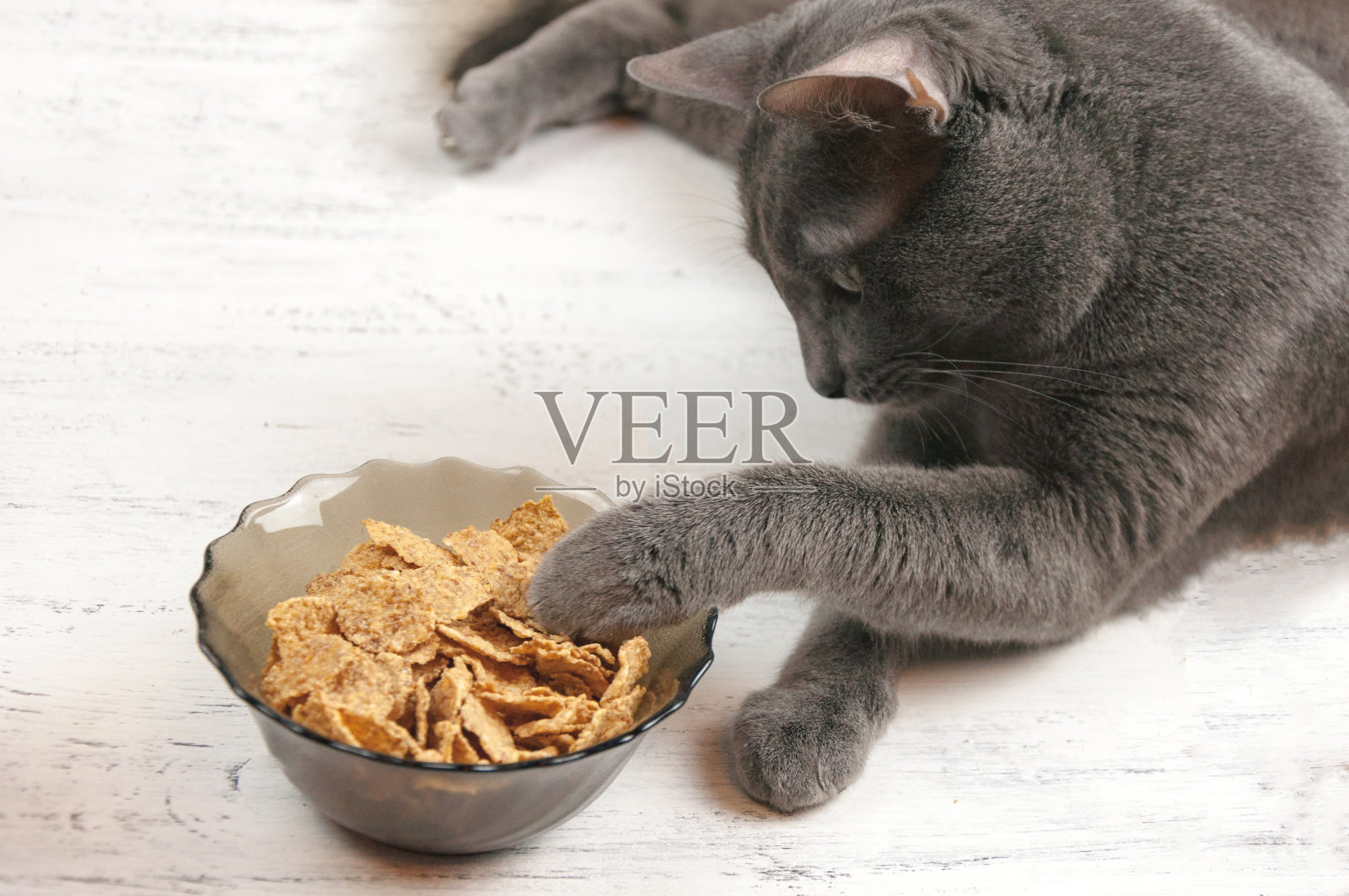 灰色的懒惰的有趣的猫躺在一个碗拉爪子和食物在白色的背景。照片摄影图片