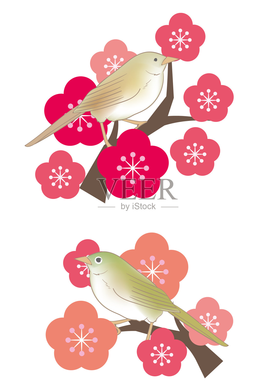 梅树上的日本夜莺和白眼插画图片素材