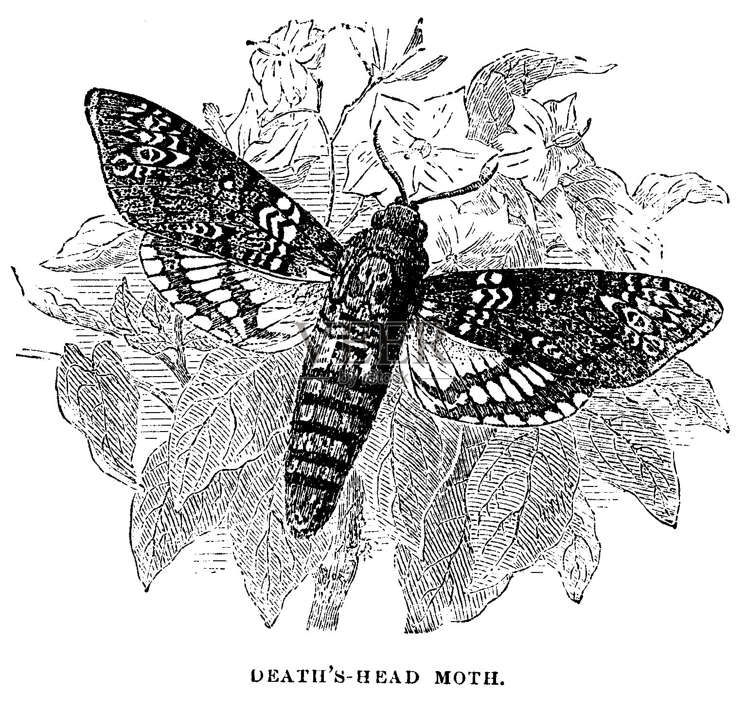 维多利亚时代的故事插图;死蛾在花上盘旋觅食;19世纪的自然、野生动物、昆虫和蝴蝶童话1879年设计元素图片