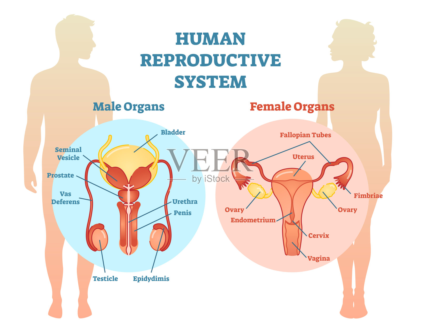 人类生殖系统矢量图解，男性和女性。插画图片素材