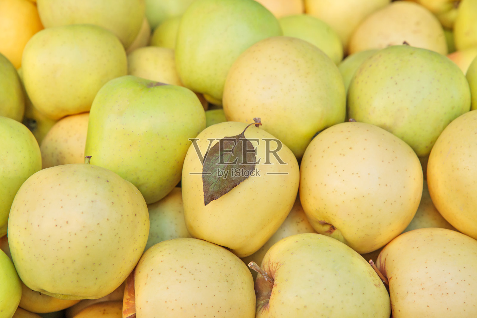 黄苹果-马祖照片摄影图片