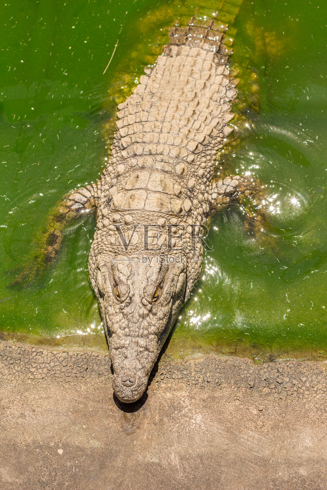 鳄鱼在绿色黏糊糊的池塘近距离-俯视图野生动物背景照片摄影图片