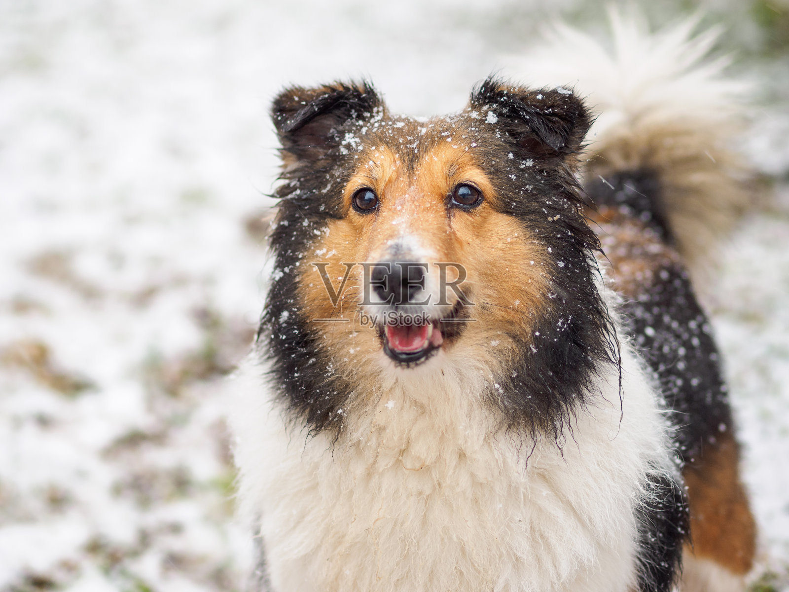 狗，设得兰牧羊犬，柯利牧羊犬，站在冬天的雪地上，覆盖着白雪。照片摄影图片
