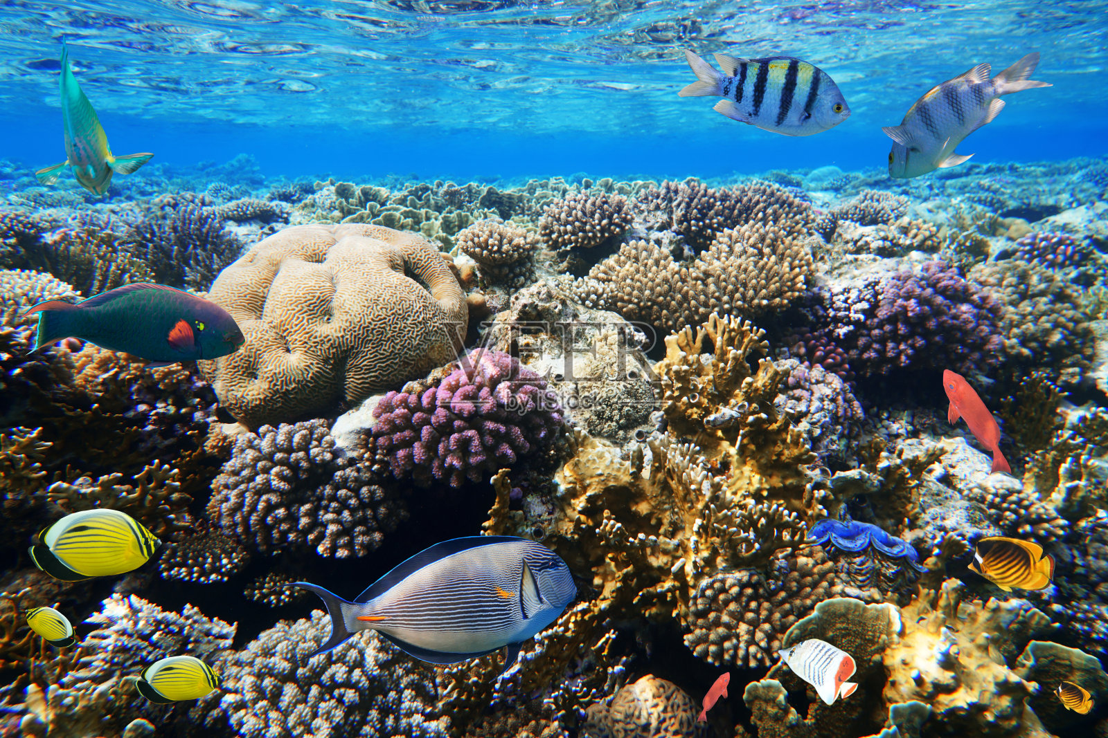 红海的珊瑚和鱼类。照片摄影图片