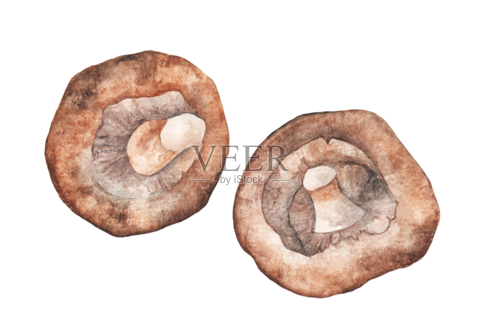 蘑菇。手绘水彩画在白色的背景。插画图片素材