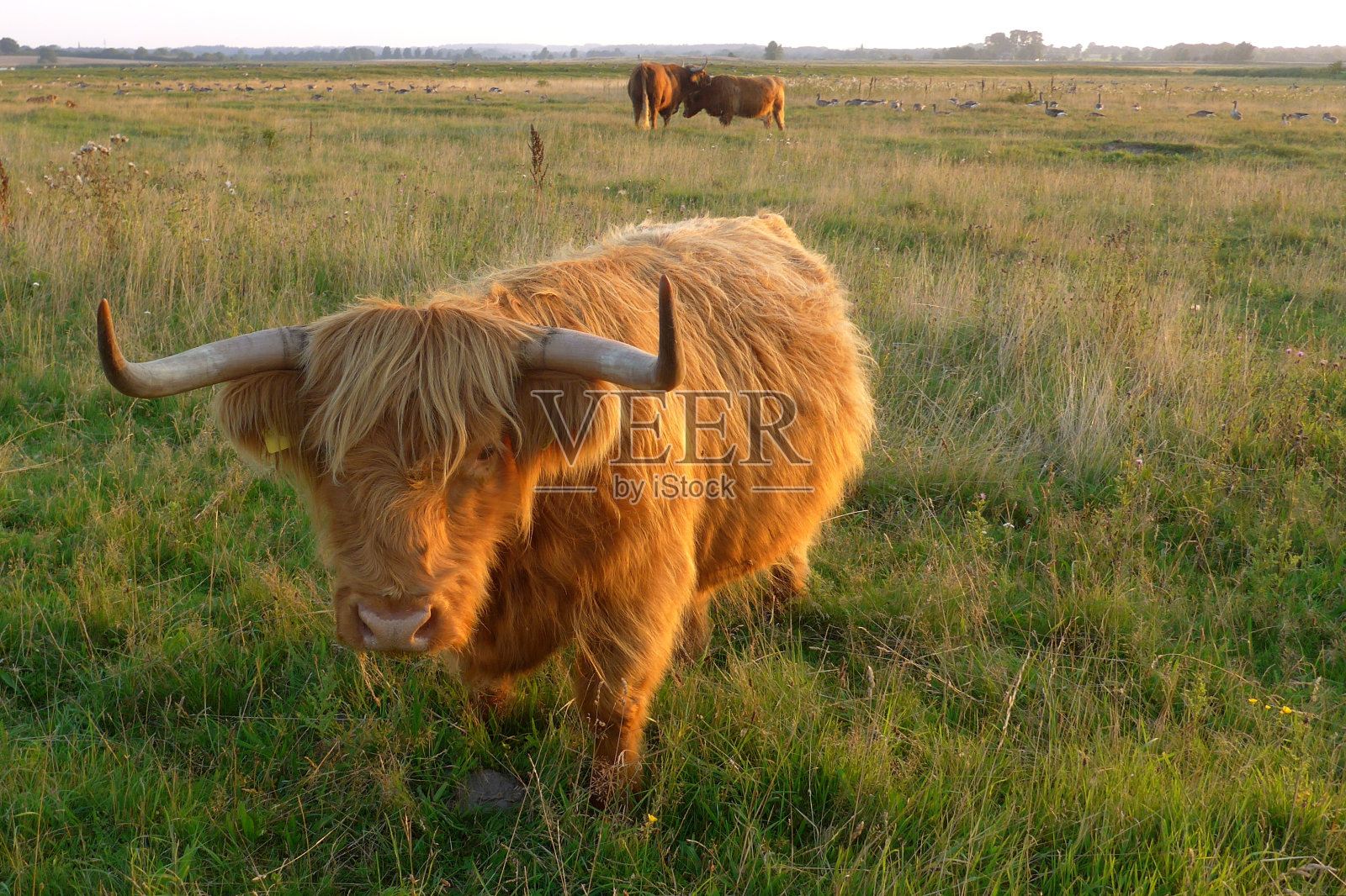 傍晚阳光下的苏格兰高地奶牛在牧场上照片摄影图片