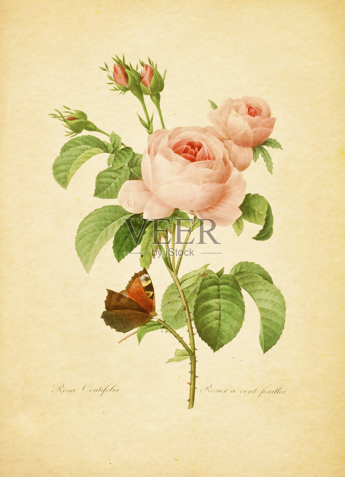 普罗旺斯玫瑰|古董花卉插图插画图片素材