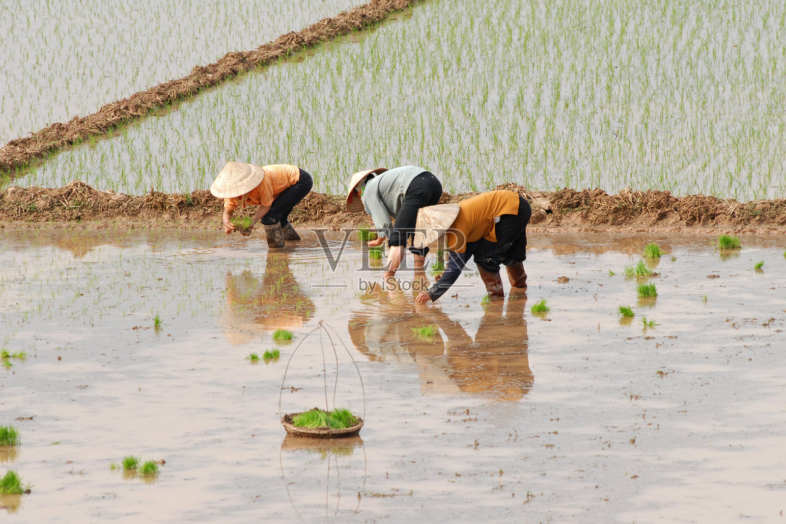 在越南种植水稻的女工照片摄影图片