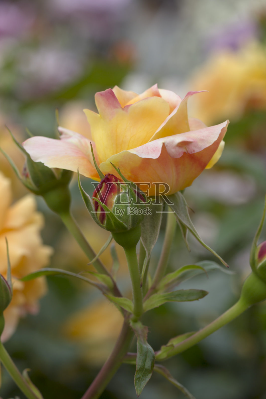 花园里的玫瑰照片摄影图片