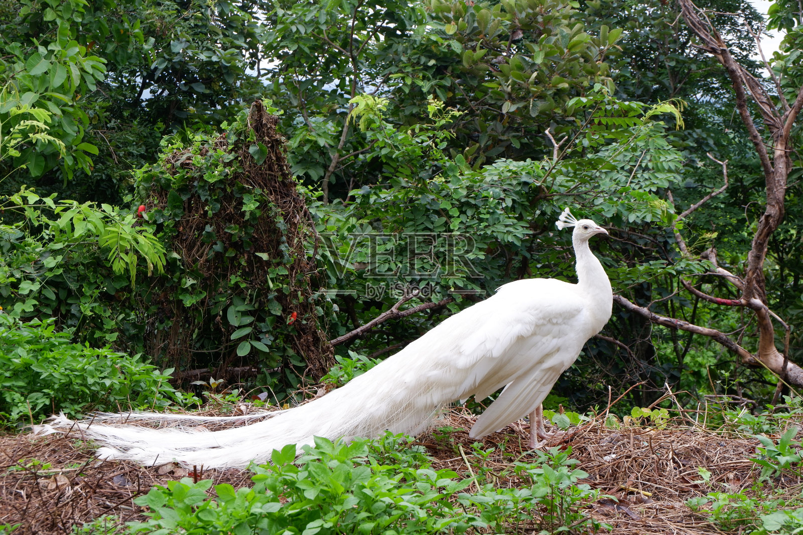 泰国和东南亚的白孔雀鸟。照片摄影图片