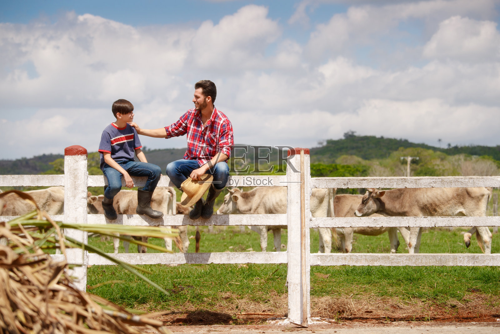 快乐的父亲和儿子在农场和奶牛微笑照片摄影图片