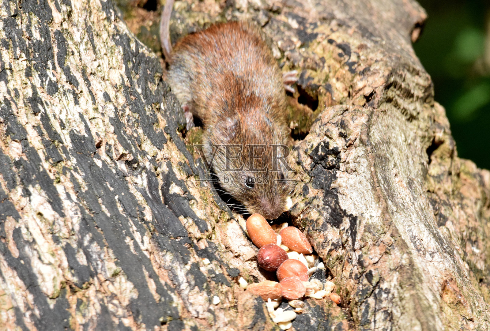 可爱的银行田鼠吃坚果野生动物有趣照片摄影图片
