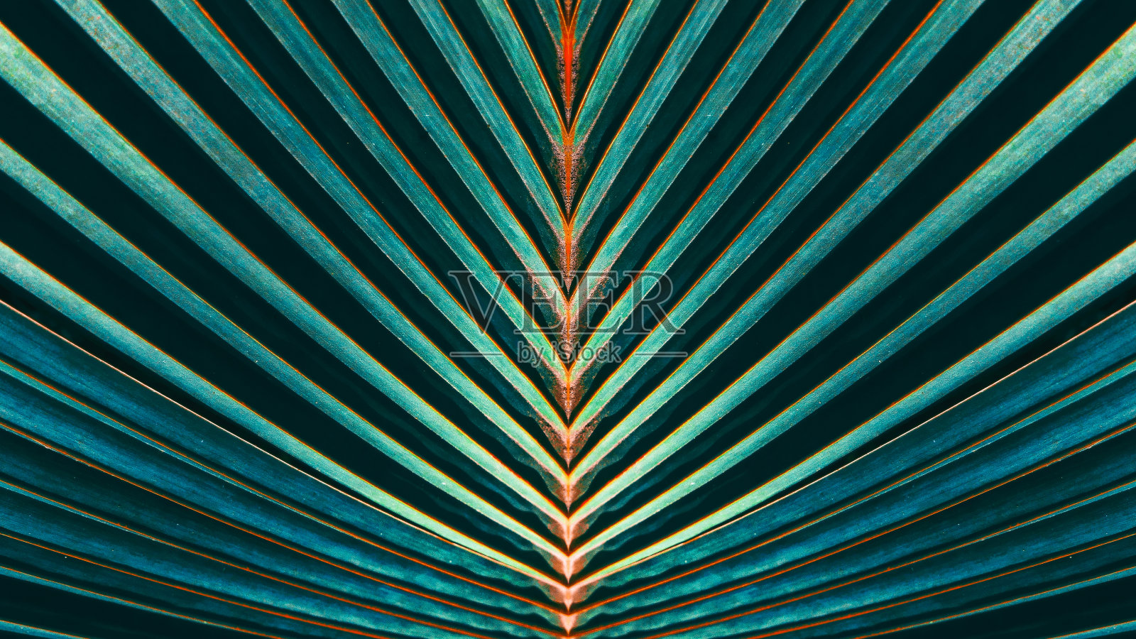 棕榈叶条纹，自然背景抽象纹理照片摄影图片