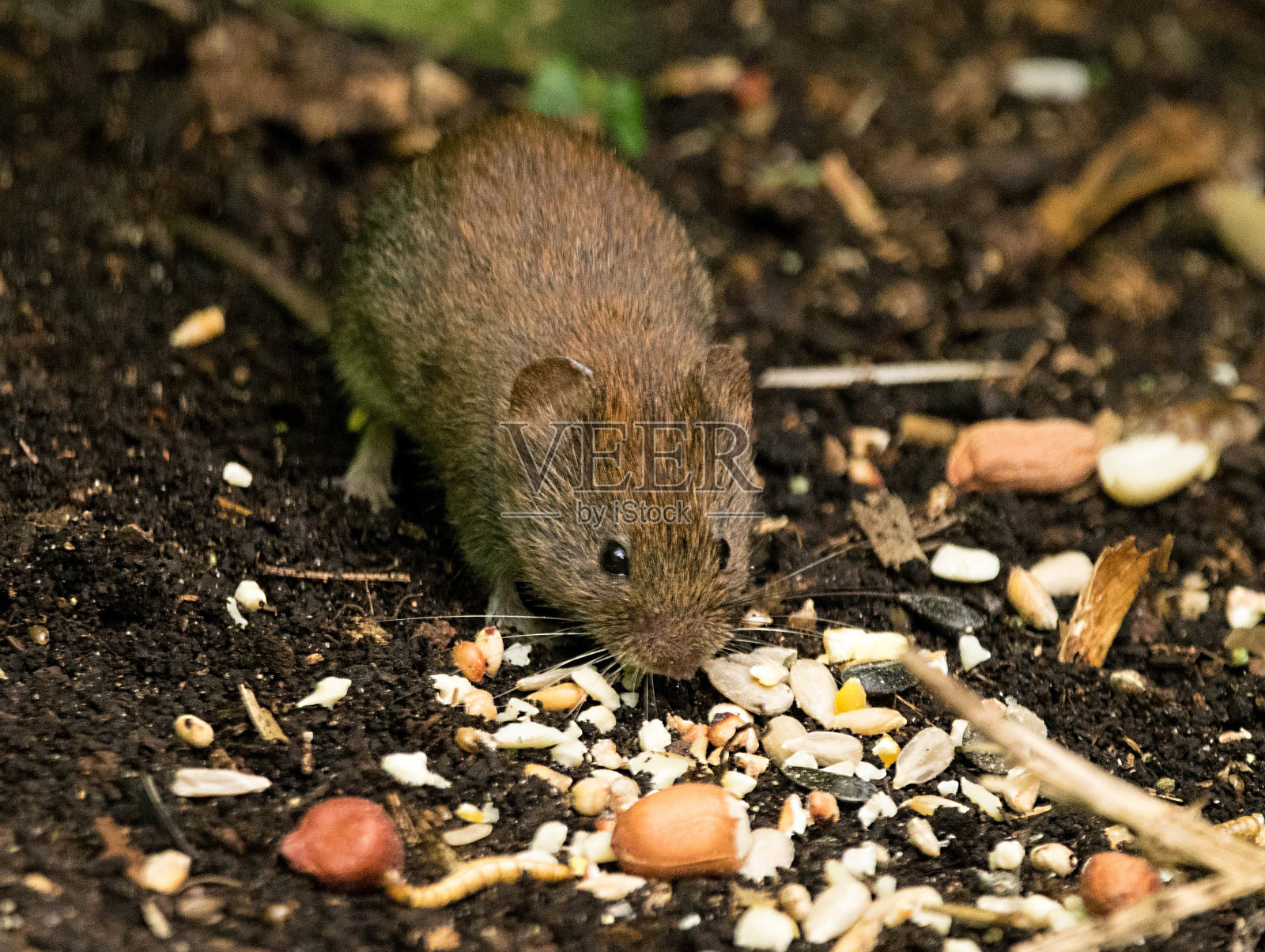 可爱的小木鼠收集坚果有趣照片摄影图片