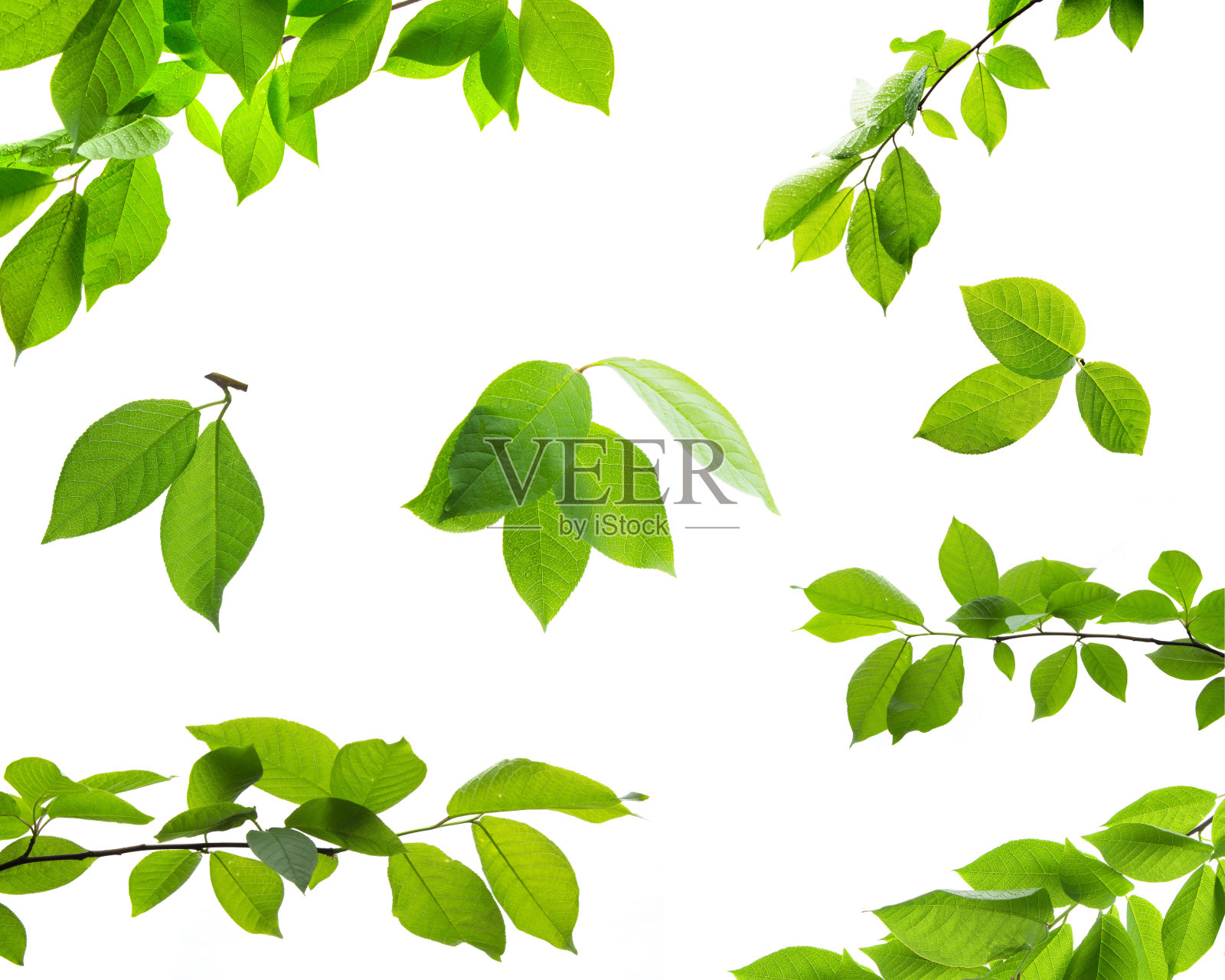 一组绿色的树叶和树枝照片摄影图片
