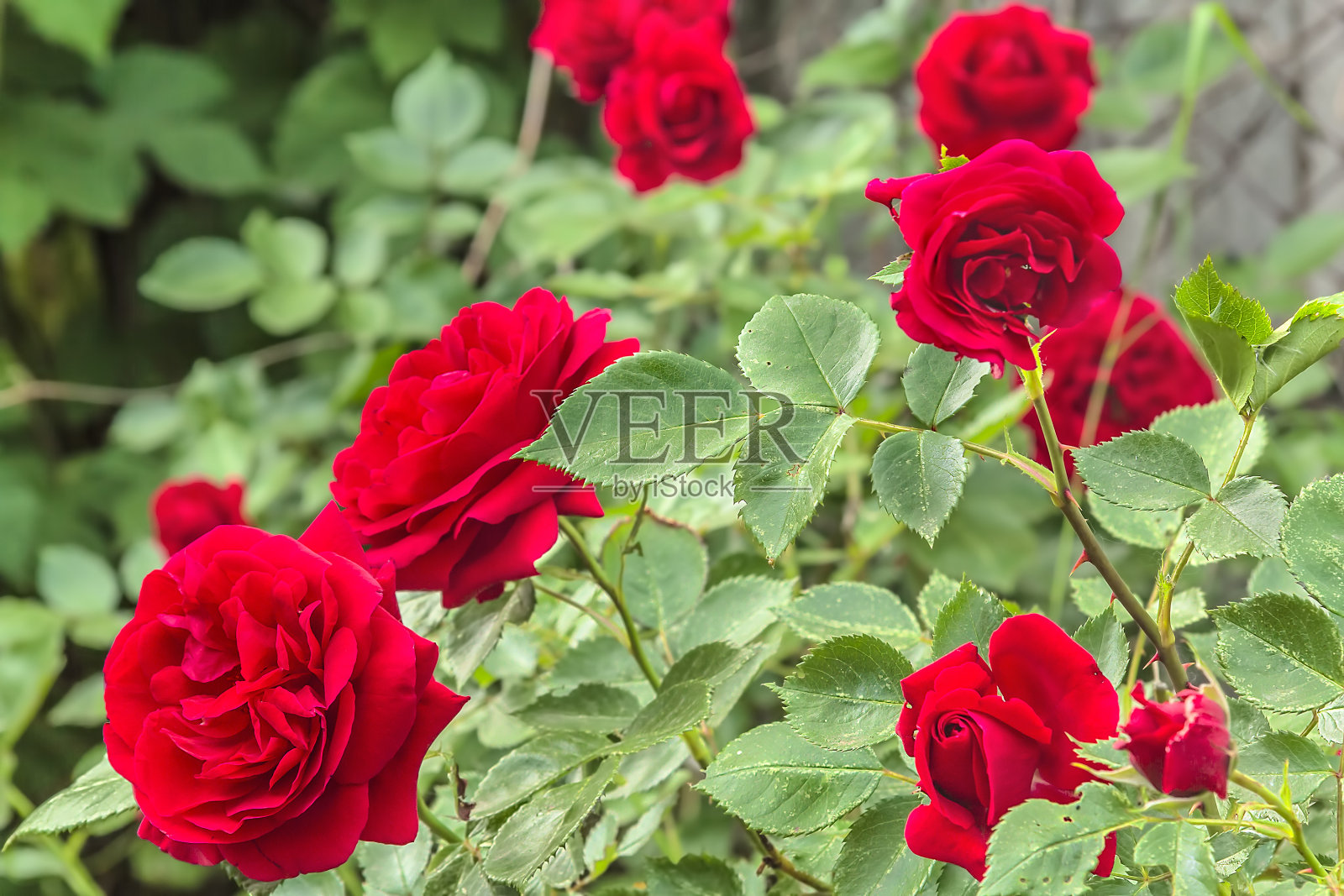 花园中一朵红玫瑰的花朵，特写照片摄影图片