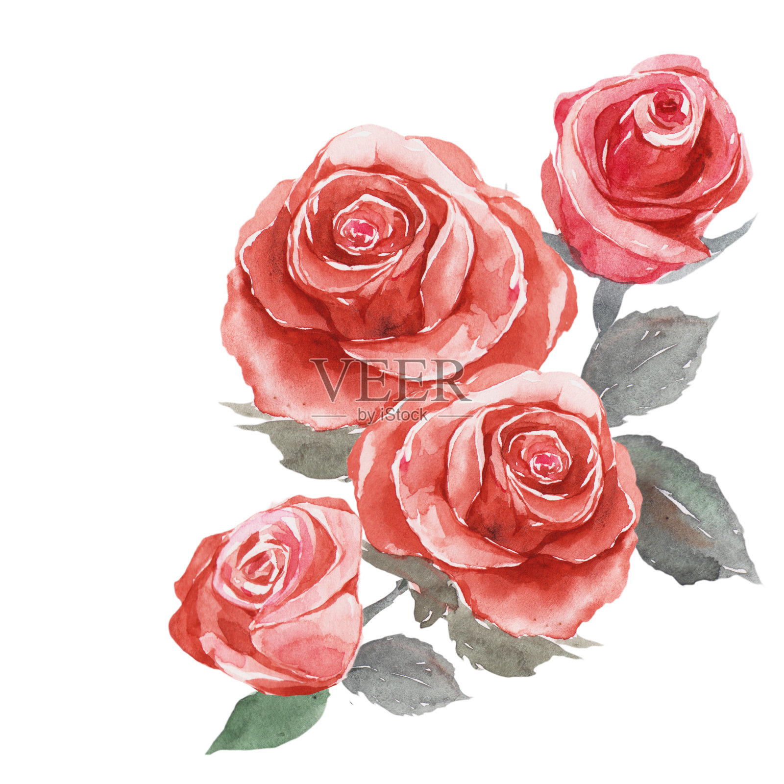 的玫瑰。插画图片素材