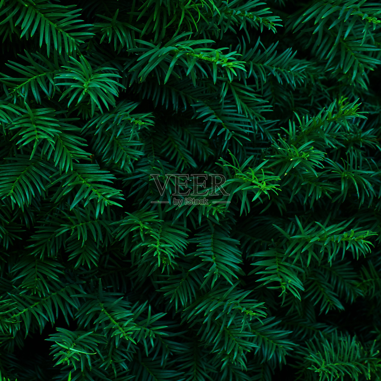 美丽清新的蓝绿色天然圣诞树照片摄影图片