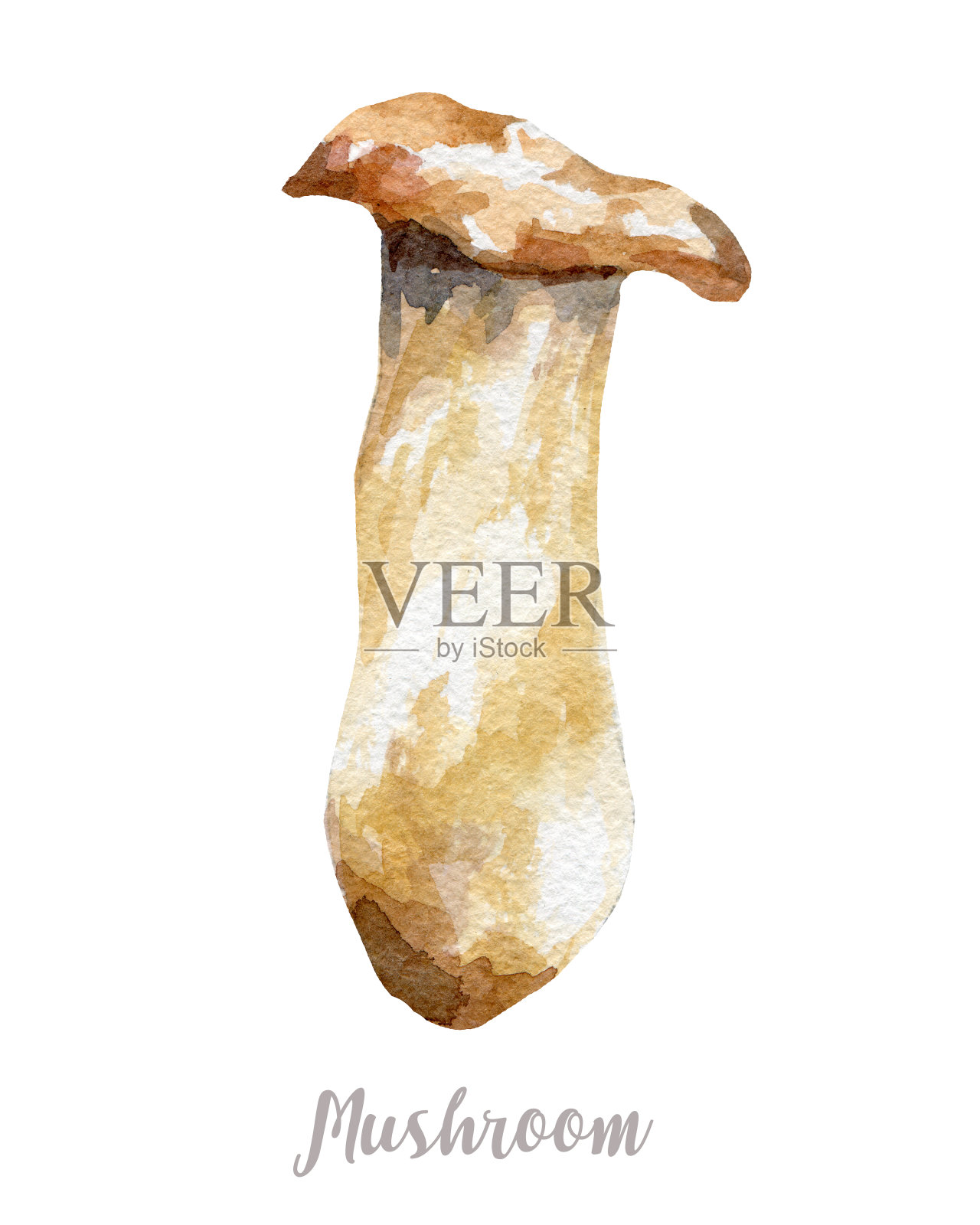 水彩手绘蘑菇。孤立的插图在白色的背景插画图片素材
