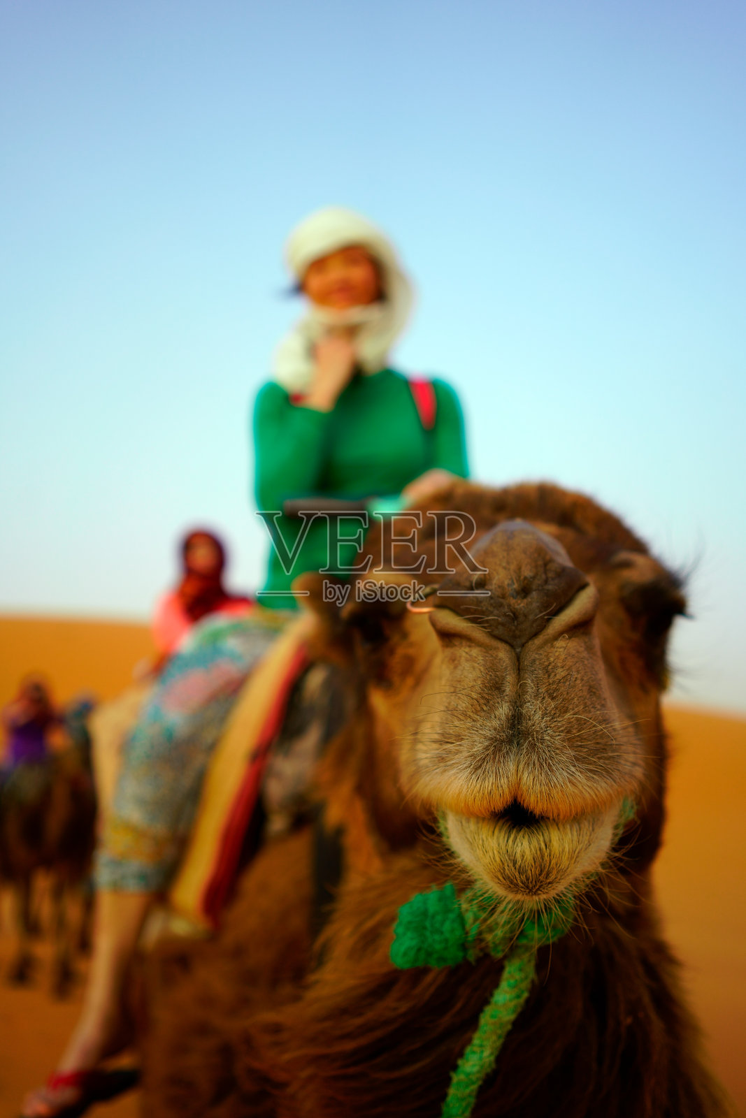 女人在骆驼照片摄影图片