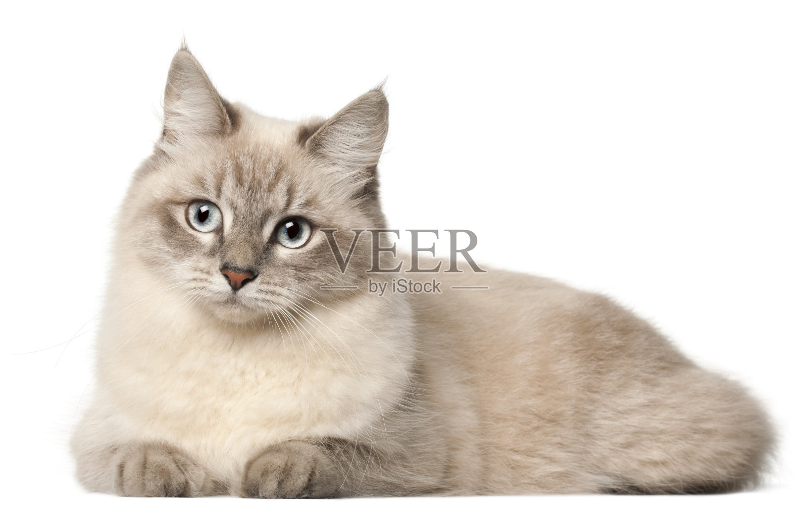 西伯利亚猫，白色背景的前面照片摄影图片