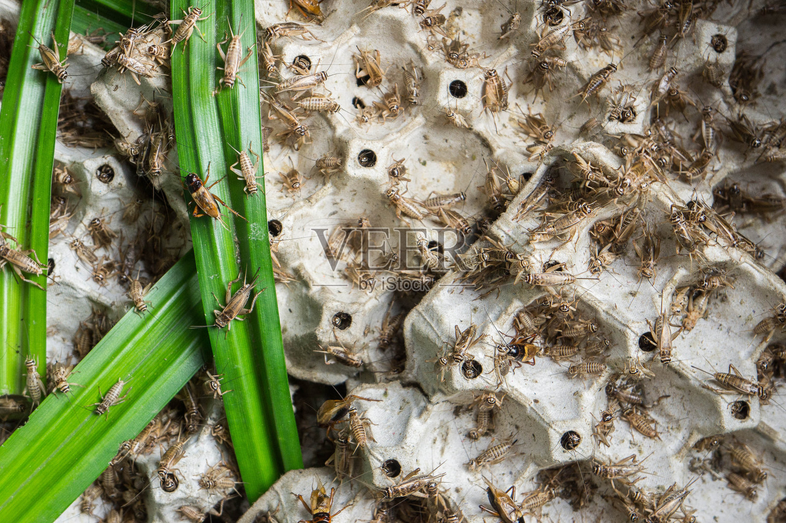 蟋蟀，家禽昆虫，被当作泰国的小吃来油炸和食用。照片摄影图片