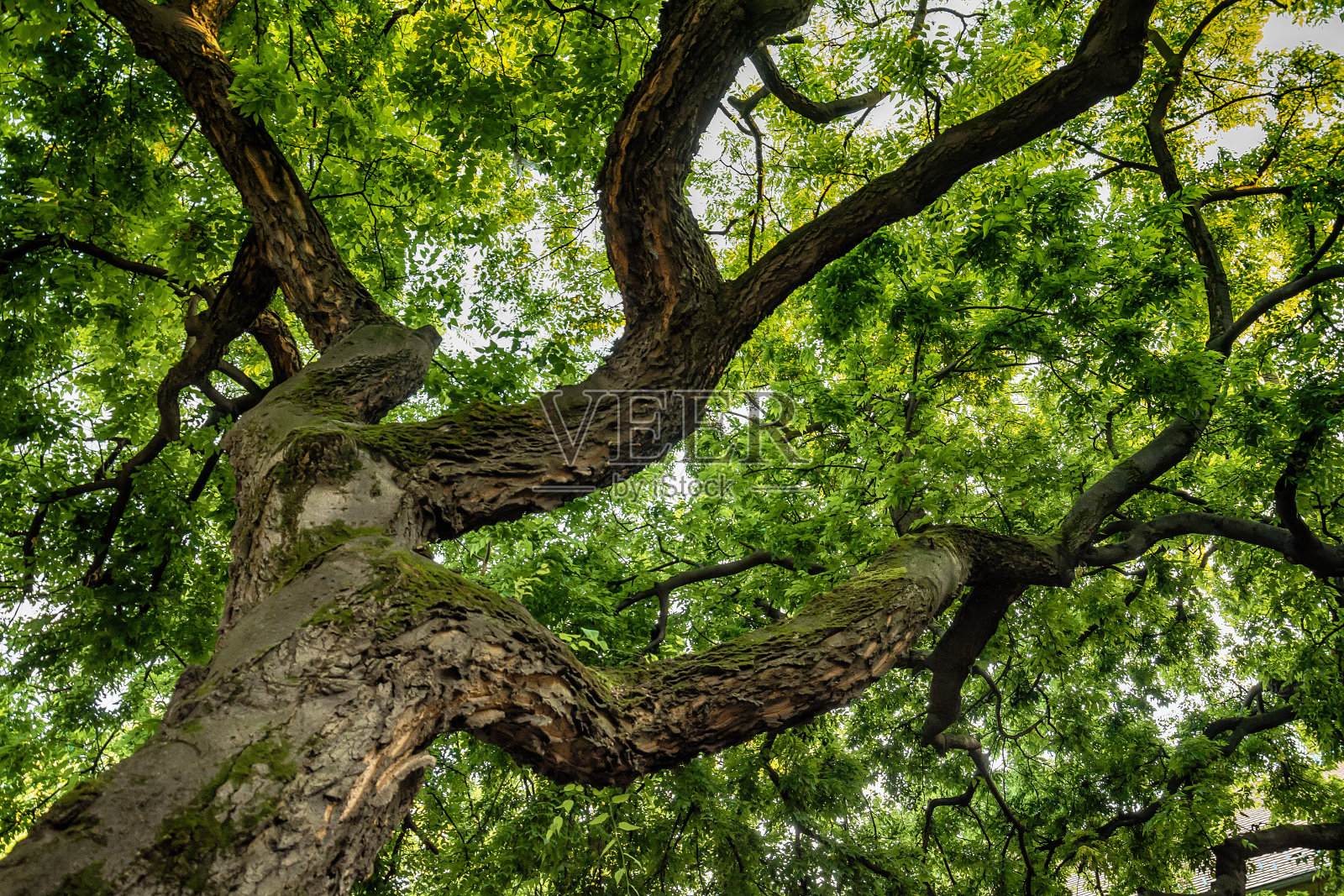 透过一棵橡树的树冠观看照片摄影图片
