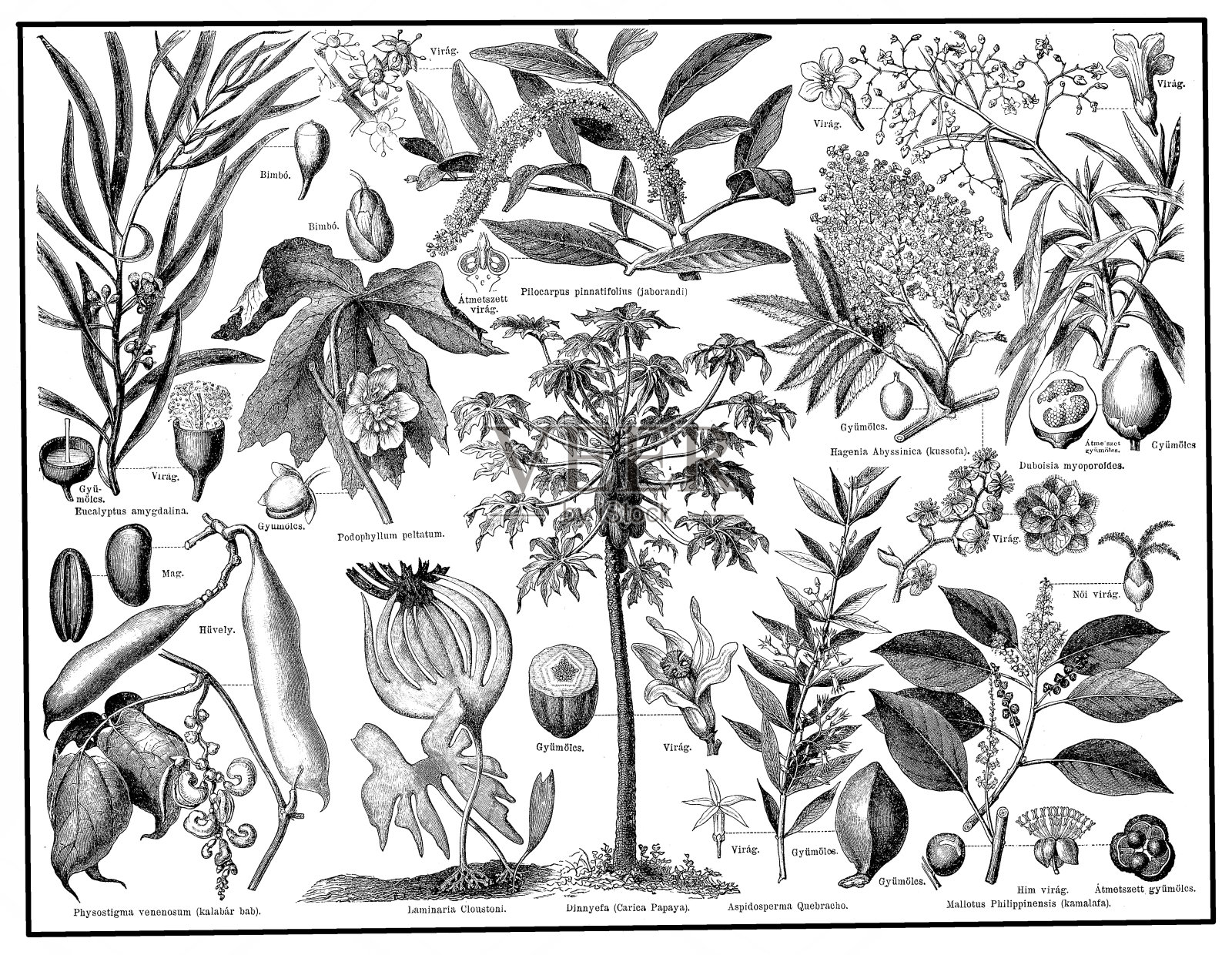 药用植物插画图片素材