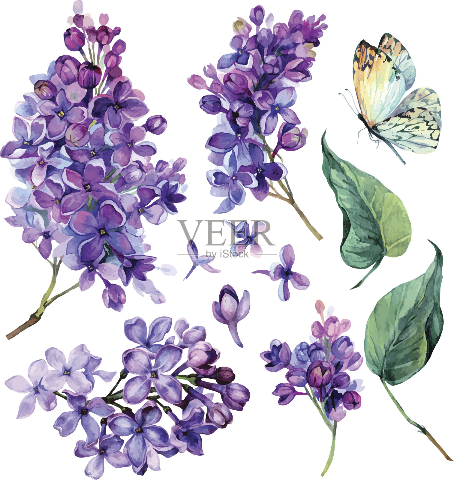 紫丁香水彩收藏。插画图片素材