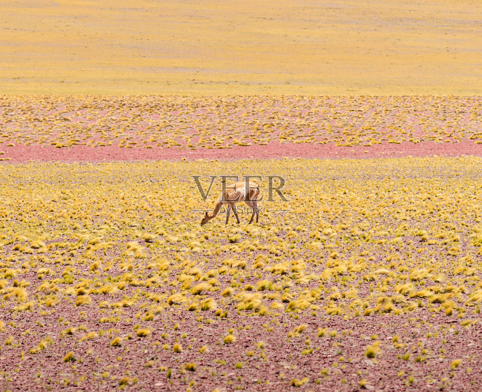 智利阿塔卡马沙漠的小羊驼照片摄影图片
