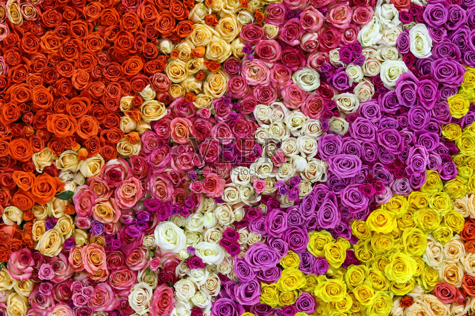 美丽的墙由五颜六色的玫瑰插画图片素材