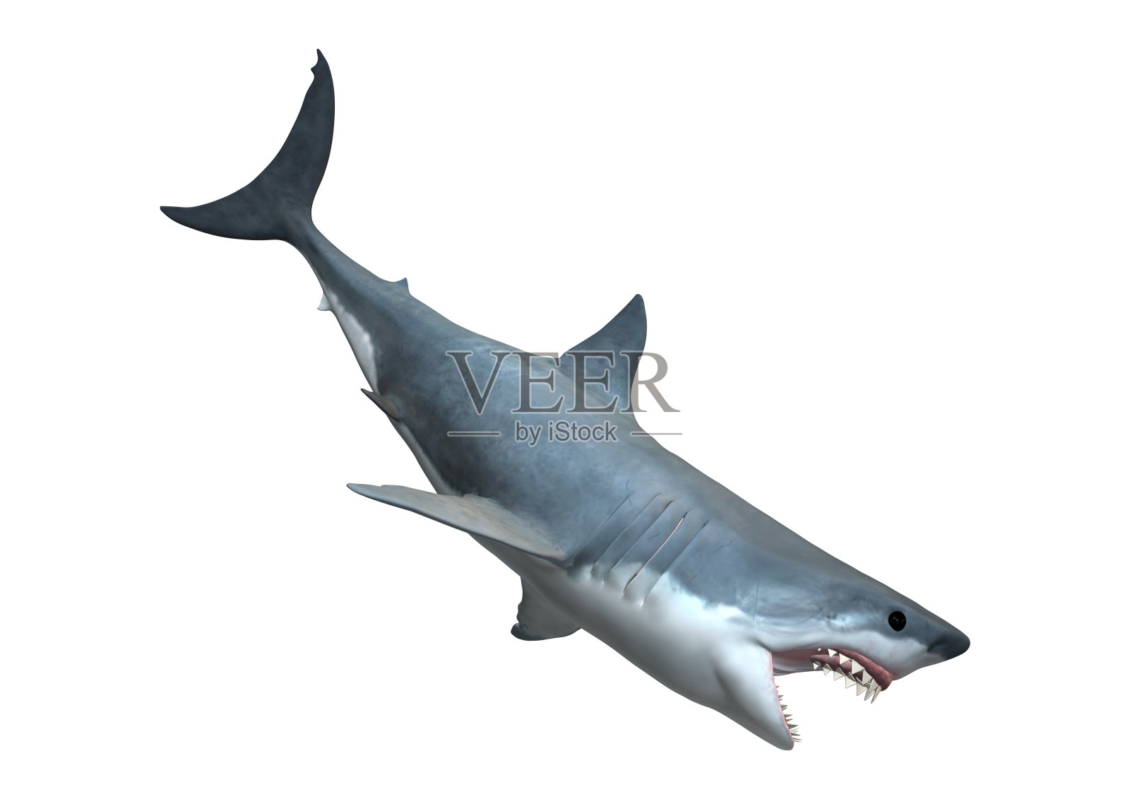 3D渲染大白鲨在白色照片摄影图片