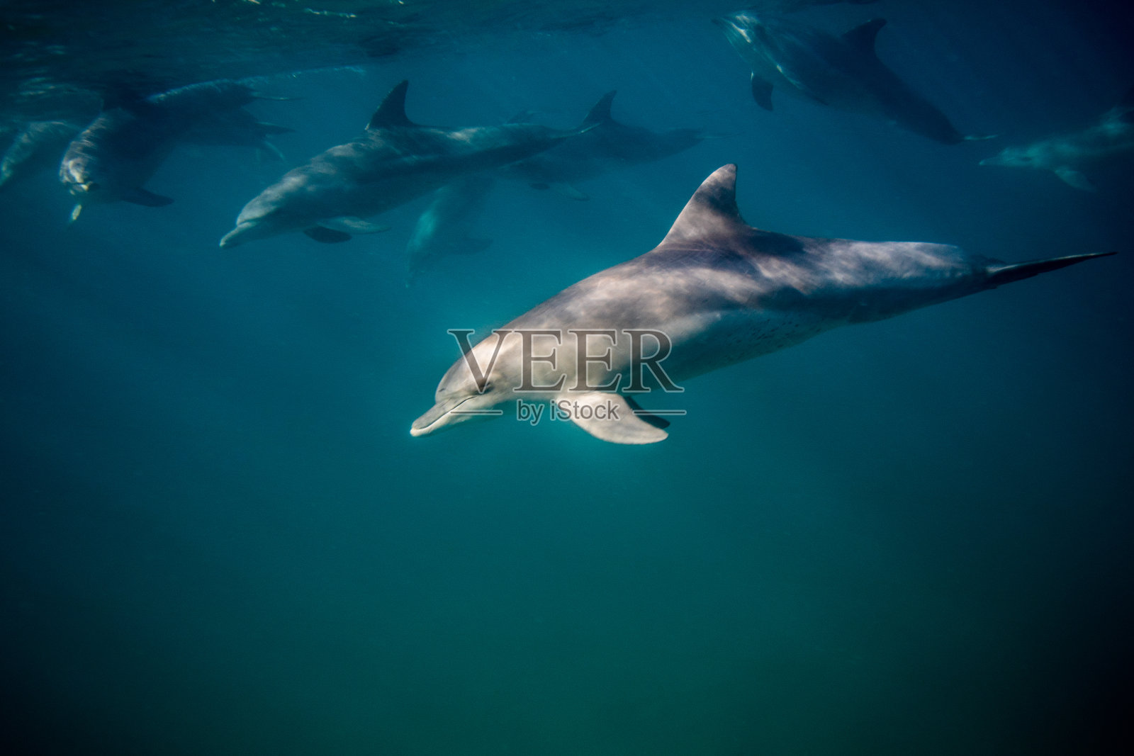 水下的野生瓶鼻海豚照片摄影图片