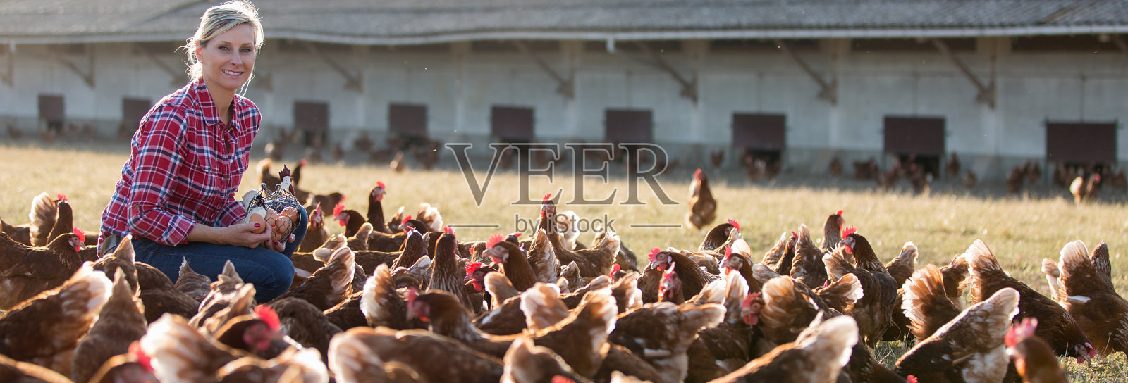 在农场里养鸡的女农民照片摄影图片