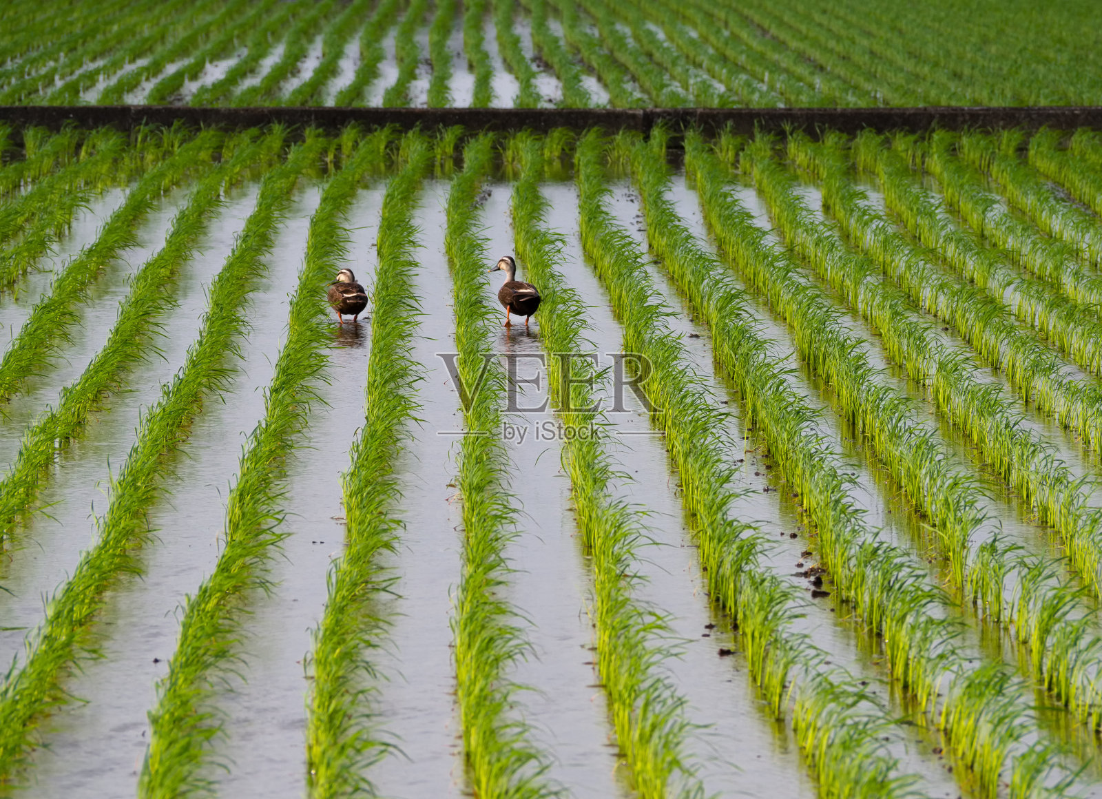 稻田里的鸭子照片摄影图片
