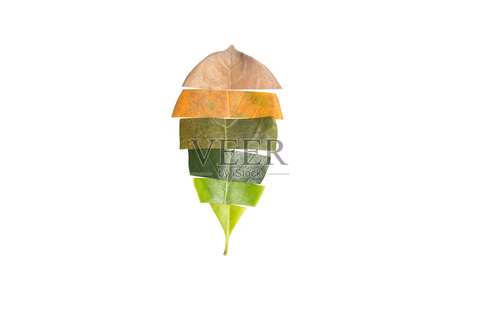 树叶的创意布局。叶子菠萝蜜照片摄影图片