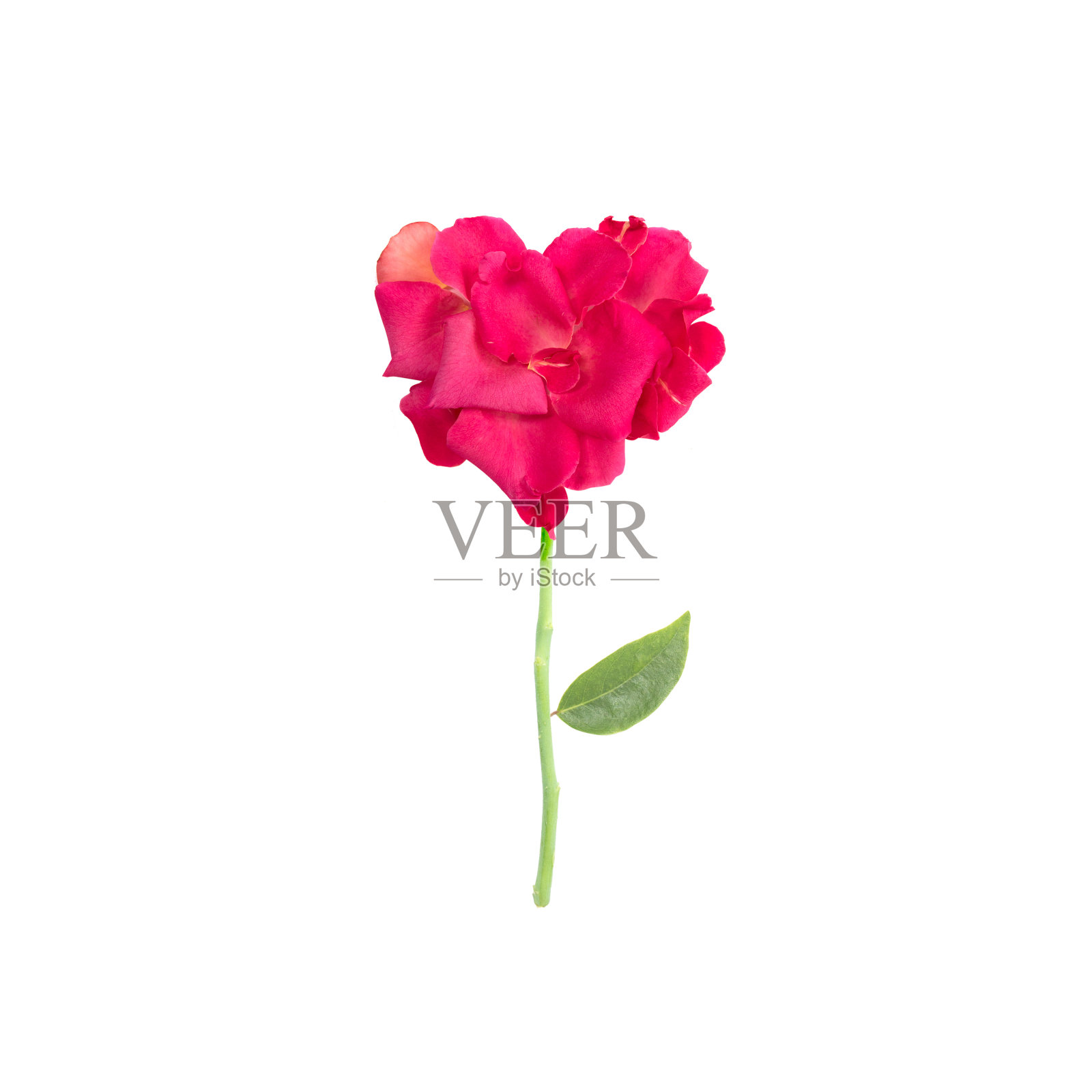 孤立在白色背景上的红色或粉红色玫瑰照片摄影图片