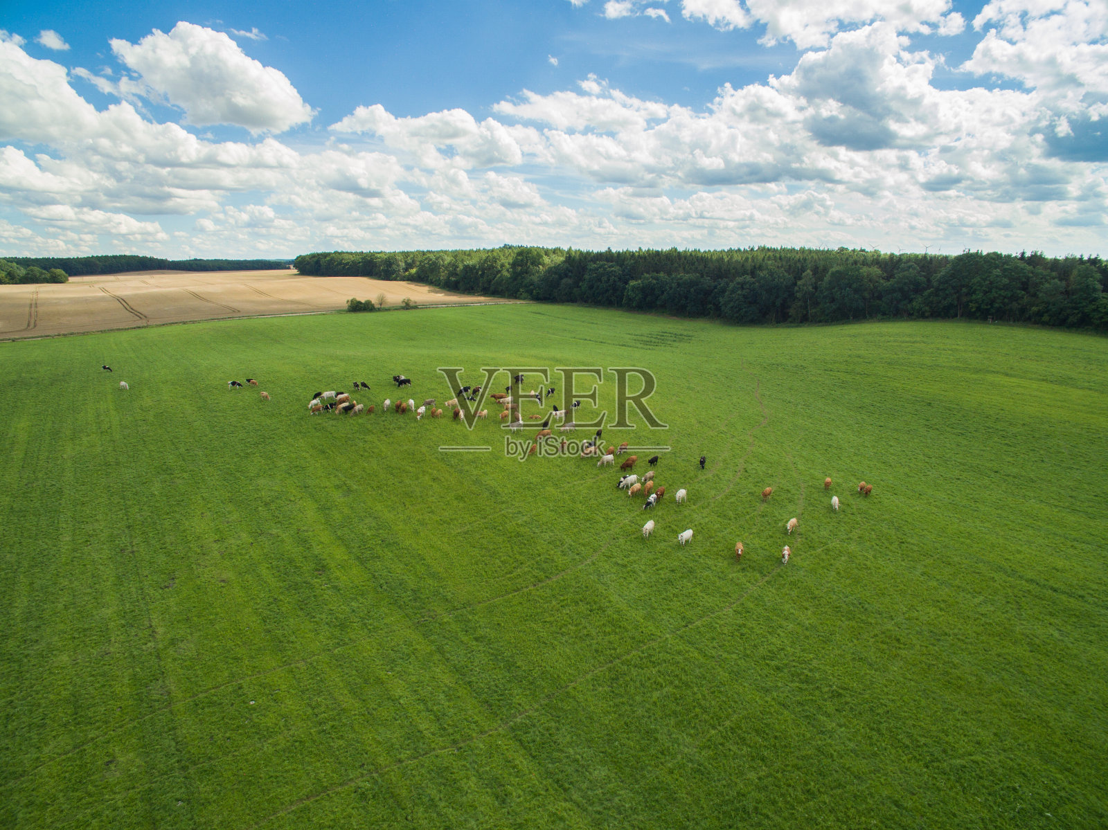 鸟瞰图牛群在一个绿色的牧场与多云的蓝天在夏天照片摄影图片
