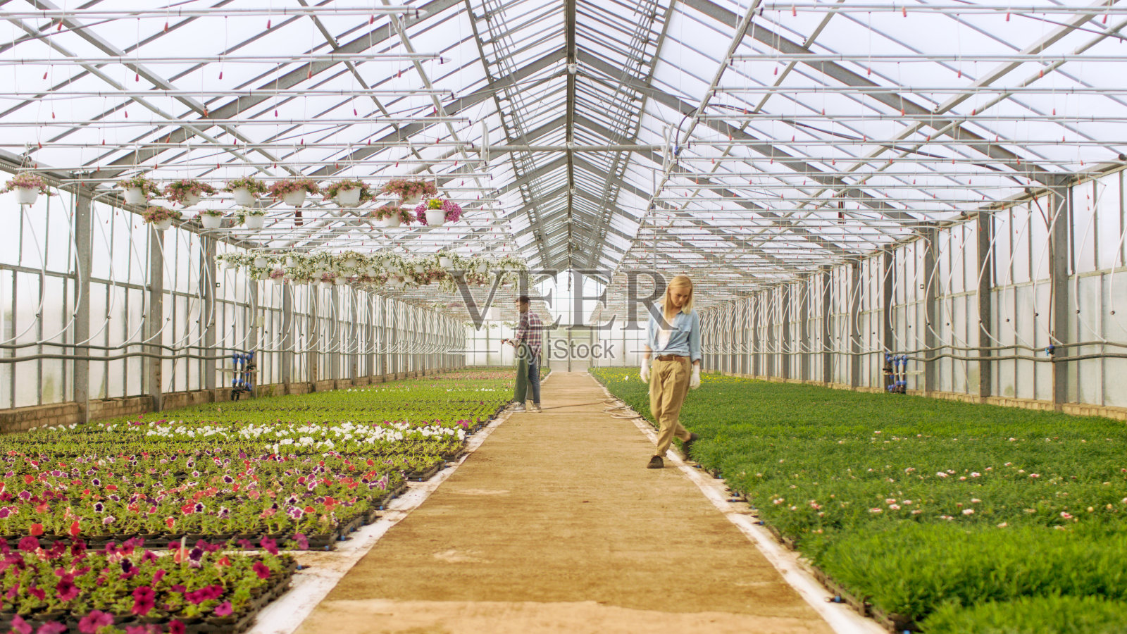 在一个阳光明媚的工业温室中拍摄，园丁用软管浇花和植物，安排，分类和检查他们的质量。照片摄影图片