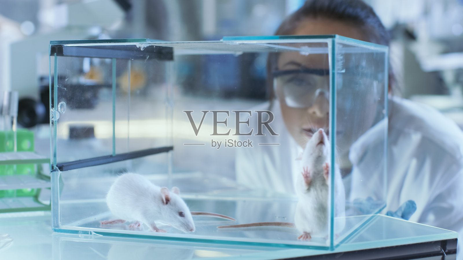 医学研究科学家检查玻璃笼子里的实验老鼠。她在一个灯光实验室工作。照片摄影图片
