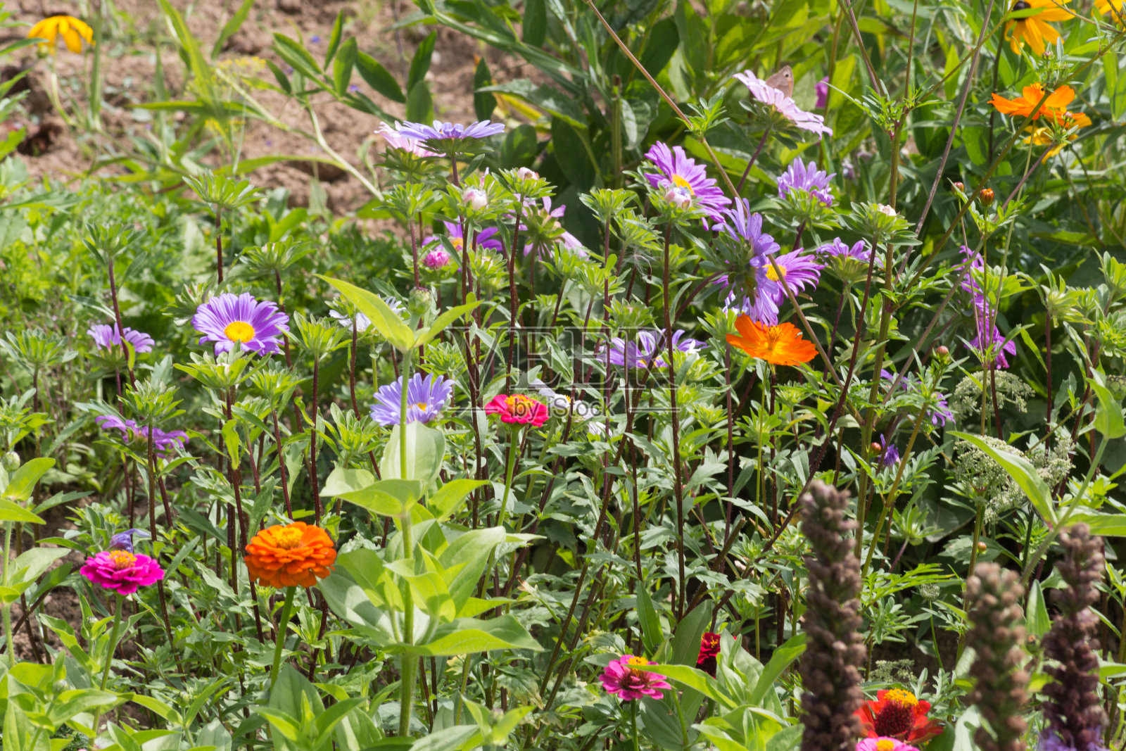 在室外花园的乡村花与橙色、红色、粉红色和蓝色的氛围照片摄影图片