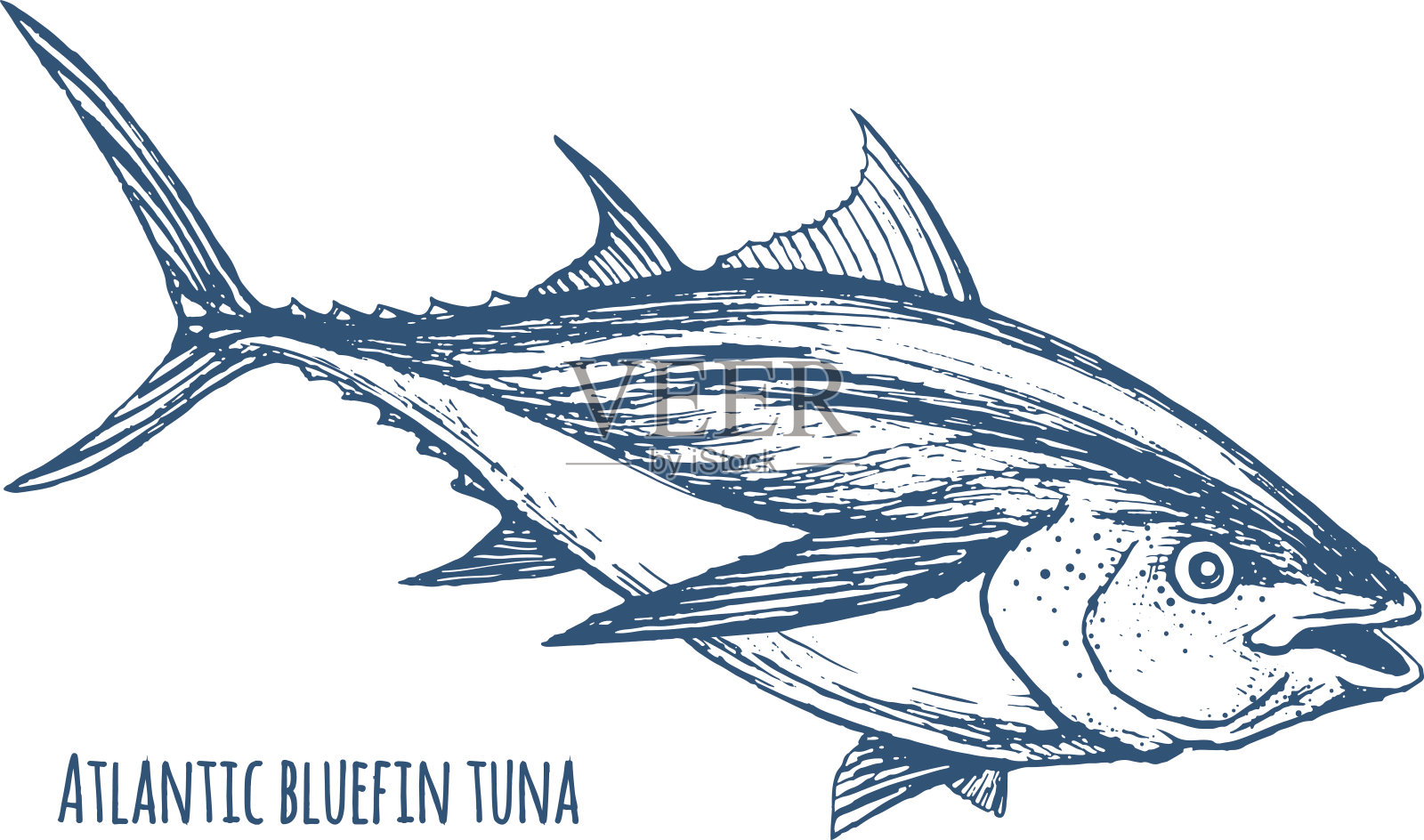 大西洋蓝鳍金枪鱼设计元素图片