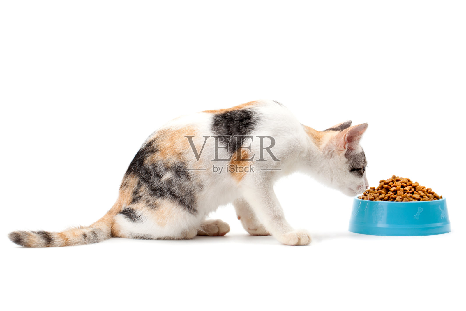 小猫吃宠物干粮照片摄影图片